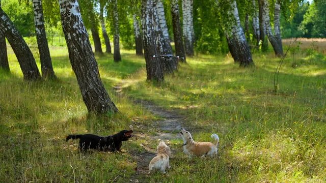 Three dogs playing with quadrocopter outside. Park with trees background. Sunny day and green grass. Video with dogs playing.