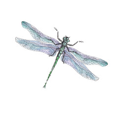 Insects   watercolor icons isolated on white background