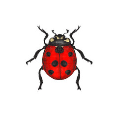 Insects   watercolor icons isolated on white background