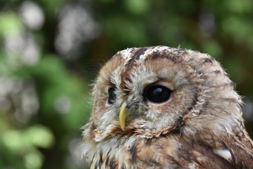 Screetch owl close up Portrait