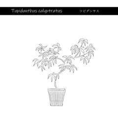 インドアグリーン　ツピダンサス　線画