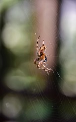 spider on web