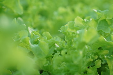 fresh lettuce in the garden