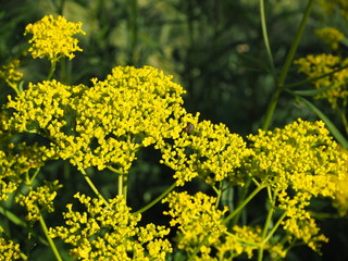 オミナエシの黄色い花のクローズアップ