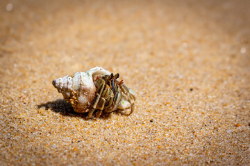 hermit crab on the sand