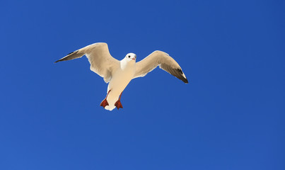 Fototapeta na wymiar Seagull in blue sky