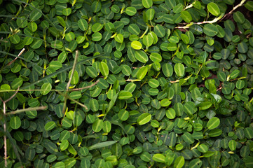 green leaves background