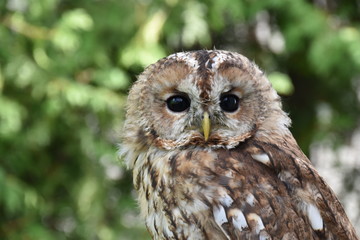 Screetch owl close up Portrait
