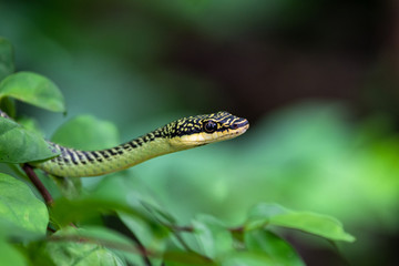 Golden Tree Snake extending on the tree