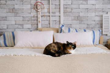 beautiful dark domestic cat lies quietly on a large bed in a Scandinavian style, the concept of sweet home, cozy mood, care and maintenance of animals