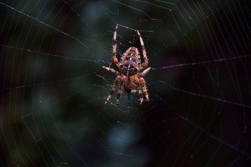 spider on the web