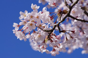 桜と青空
