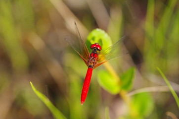 ハッチョウトンボ（オス）