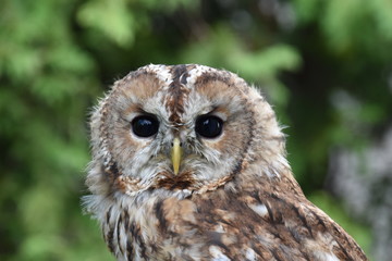 Screetch owl close up Portrait