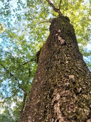 Obraz premium Tree
