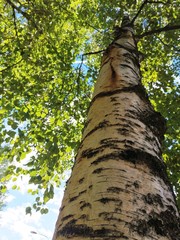 birch tree