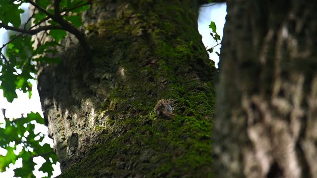 Common Treecreeper (Certhia brachydactyla) cleans its feathers on a larger tree