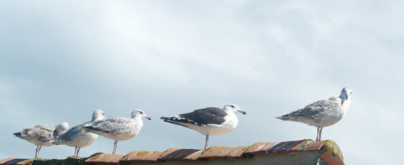 Gulls aligned on a rooftop with one looking at the viewer. Oleron island, France
