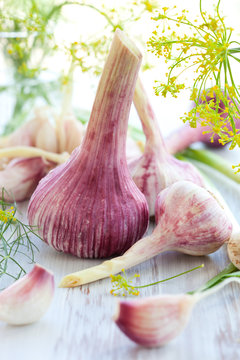 fresh garlic
