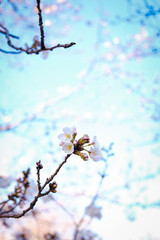 cherry blossom in spring