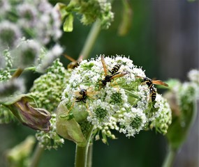 bee on a flower