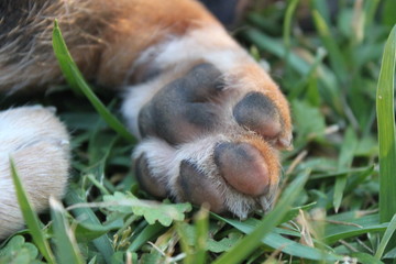 Puppy Paw