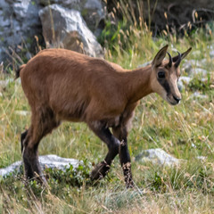 Chamois dans les Alpes