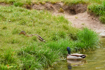 Two wild ducks, male and female on green grass