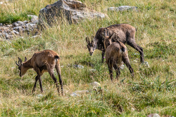 Chamois dans les Alpes