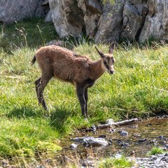 Chamois dans les Alpes