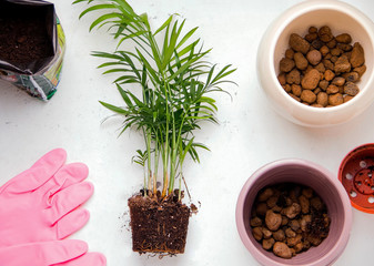 Houseplant transplant concept. Chamaedorea on a white background. view from above
