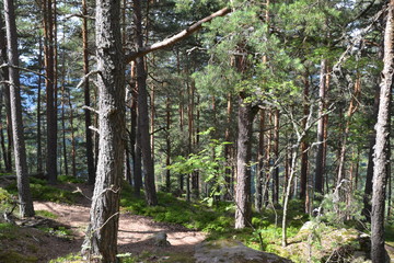 Naklejka premium Forêt du Grand Hohnack à Labaroche dans les Vosges, forêt vosgienne 