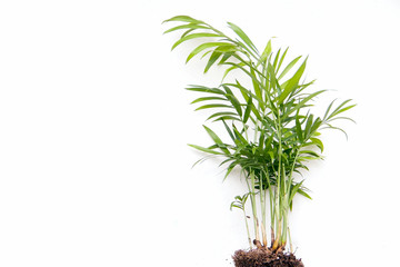 Chamaedorea palm tree on a white background. Copy space. Banner