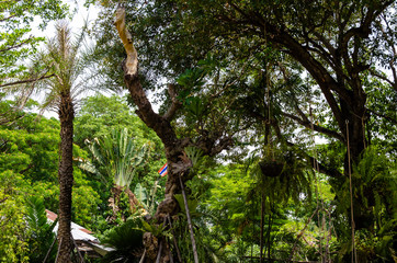Thai Garden Chiang Mai Jungle