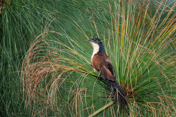 Burchell's coucal (Centropus burchellii) perching on reed