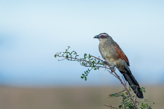 Cuckoo perching on a branch