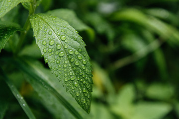dew on a leaf