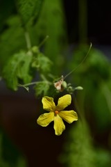 Momordica flower