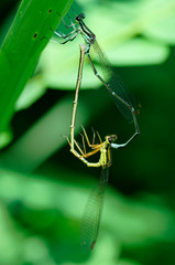 モノサシトンボの交尾