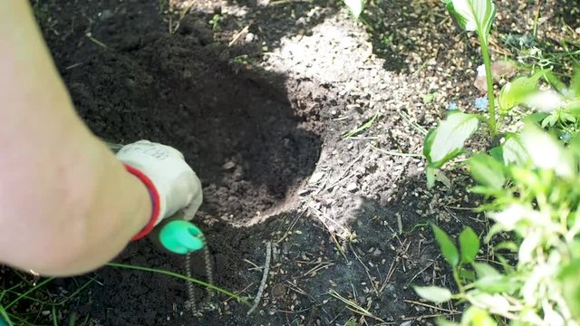 the hand of an elderly woman in a glove digs a hole in the ground with a shovel for planting a plant
