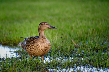Adorable  and colorful 'smiling' female duck giving her best profile view from wet grassy area in reflected natural light