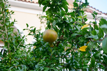 unripe pomegranate fruit on a tree