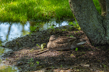 Female mallard duck resting in camouflage dabbled lighting