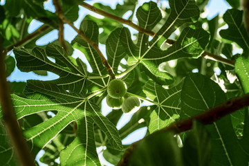 Green fig fruits and leaves natural background