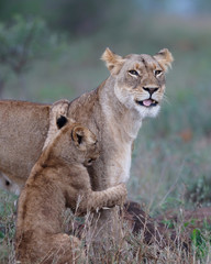 Naklejka na ściany i meble Lioness and her playful cub in Zimanga Game Reserve near the city of Mkuze in South Africa