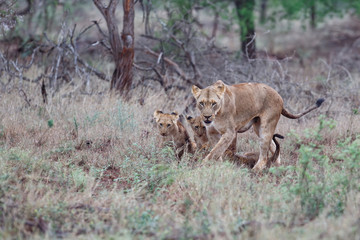 Lioness and her playful cubs in Zimanga Game Reserve near the city of Mkuze in South Africa