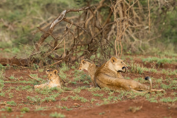 Naklejka na ściany i meble Lioness and her playful cubs in Zimanga Game Reserve near the city of Mkuze in South Africa