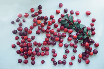 lots of plums on a blue background. a bunch of fruit scattered on the table