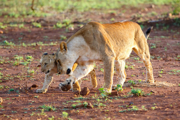 Lioness and her playful cub in Zimanga Game Reserve near the city of Mkuze in South Africa