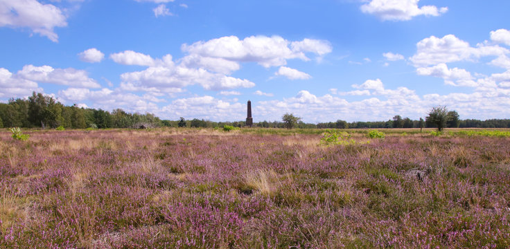 The heather in bloom in Döberitz Heath (Döberitzer Heide), former military training area (with the obelisk in the background), federal state Brandenburg - Germany 